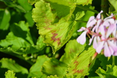 Pelargonium zonale