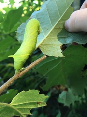 Paonias excaecata
