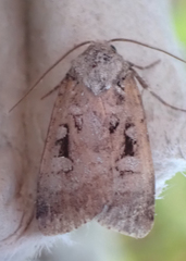 Xestia normanianus
