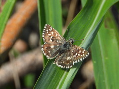 Pyrgus malvoides