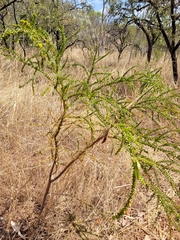 Acacia deltoidea