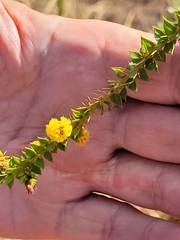 Acacia deltoidea