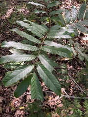 Cupania