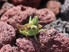 Ognevia longipennis