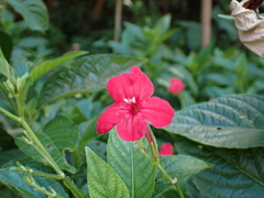 Ruellia elegans