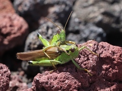 Ognevia longipennis