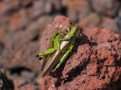Ognevia longipennis