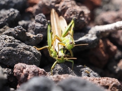 Ognevia longipennis