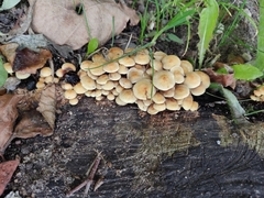 Hypholoma