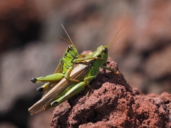 Ognevia longipennis