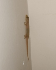 Hemidactylus flaviviridis