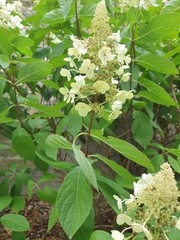 Hydrangea quercifolia