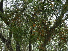 Phoradendron quadrangulare