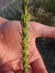 Elymus athericus