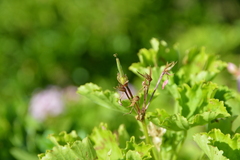 Pelargonium zonale