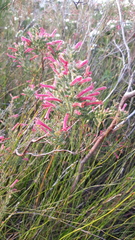 Erica curviflora