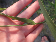 Elymus athericus