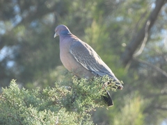 Patagioenas picazuro