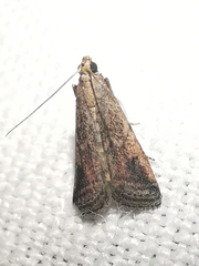 Metallostichodes nigrocyanella