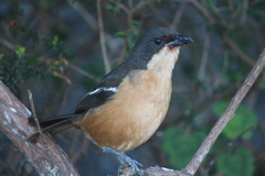 Laniarius ferrugineus