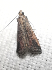 Metallostichodes nigrocyanella