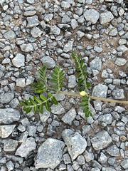 Tribulus terrestris