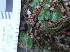 Corybas incurvus