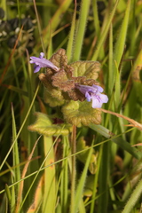 Glechoma hederacea