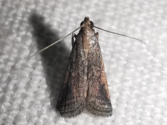 Metallostichodes nigrocyanella