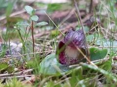Corybas incurvus