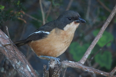Laniarius ferrugineus