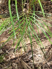 Grevillea pteridifolia