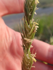 Elymus athericus