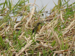 Agelasticus cyanopus