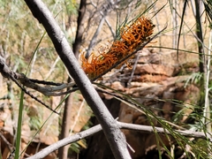 Grevillea pteridifolia