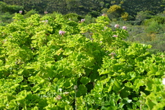 Pelargonium zonale