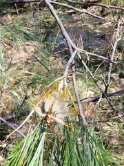 Grevillea pteridifolia