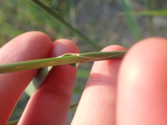 Elymus athericus