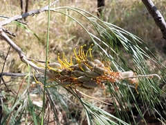 Grevillea pteridifolia