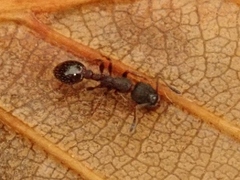 Leptothorax acervorum