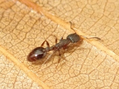 Leptothorax acervorum