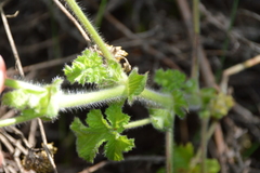 Pelargonium capitatum