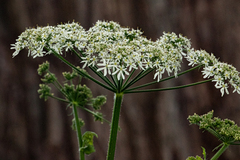 Heracleum sphondylium