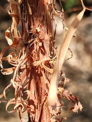 Acacia lysiphloia