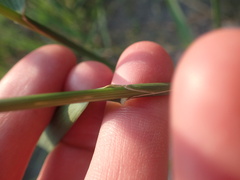 Elymus athericus