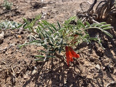 Lessertia frutescens