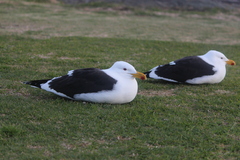 Larus dominicanus vetula