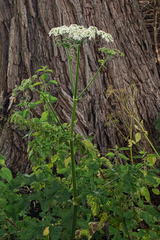 Heracleum sphondylium