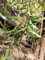 Acacia lysiphloia