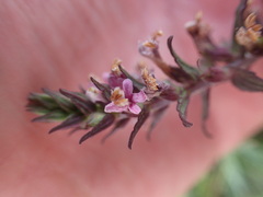Odontites vulgaris